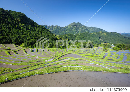 丸山千枚田 丸山千枚田 114873909