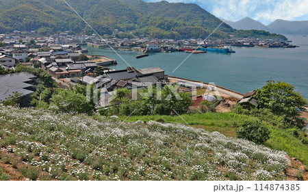 除虫菊 除虫菊 114874385