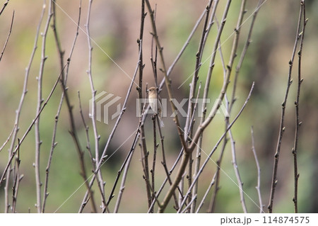 アカマシコ アカマシコ 114874575