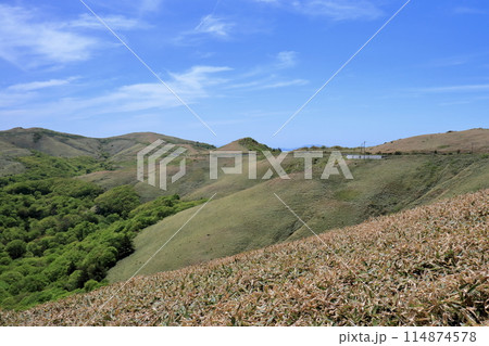 大川嶺連峰の稜線を眺める　初夏　（愛媛県　四国カルスト） 114874578