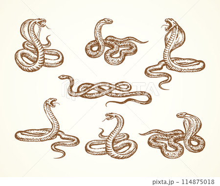 Snake. Vector drawing Snake. Vector drawing 114875018