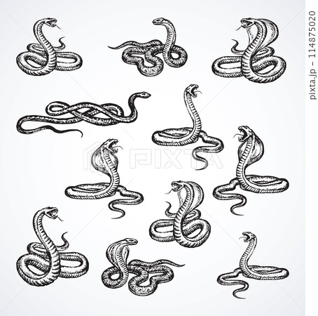 Snake. Vector drawing icon sign Snake. Vector drawing icon sign 114875020