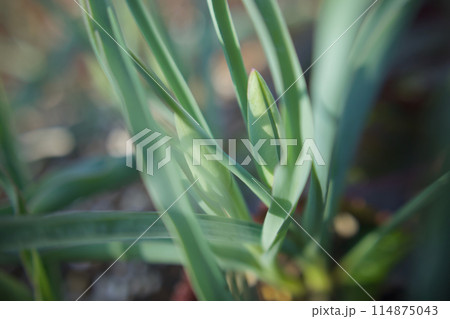 原種チューリップ「リトルビューティー」の花の蕾。花言葉は「真面目な恋」 原種チューリップ「リトルビューティー」の花の蕾。花言葉は「真面目な恋」 114875043