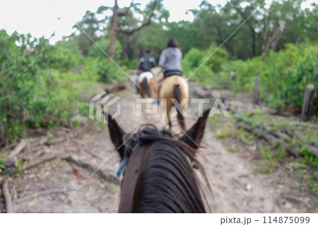view riding on horse in line through a forest, pov. Mane, horsehair view riding on horse in line through a forest, pov. Mane, horsehair 114875099