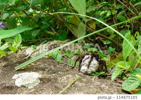 brazilian Tarantula spider, Theraphosidae, with egg sac on its paws brazilian Tarantula spider, Theraphosidae, with egg sac on its paws 114875105