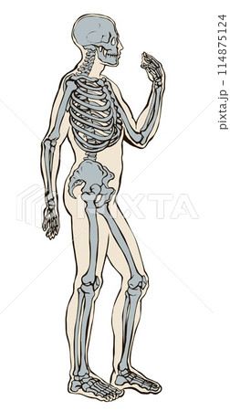 Human skeleton. Vector schematic drawingのイラスト素材 [114875124] - PIXTA