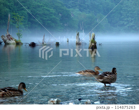 上高地の早朝、朝靄に包まれた大正池の幻想風景 114875263