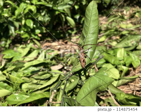 ヤハズカミキリ ヤハズカミキリ 114875454