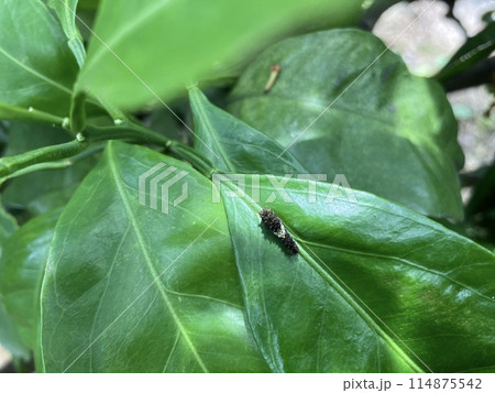 ミカンの葉にとまる鳥の糞のようなアゲハチョウの若齢幼虫 114875542