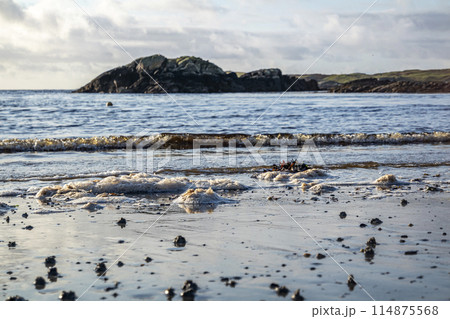 Blow lugworm poo on the west coast of Ireland - Arenicola Marina Blow lugworm poo on the west coast of Ireland - Arenicola Marina 114875568