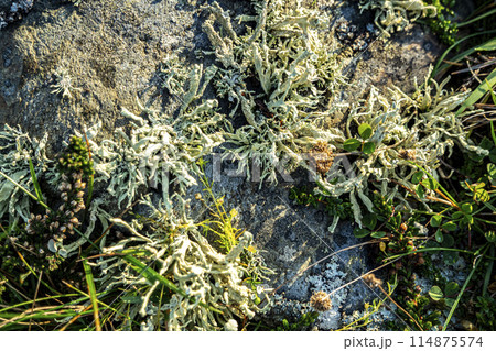 Cladonia polydactyla lichen growing on a stone at the west coast of County DOnegal, Ireland 114875574