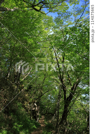 森林セラピーロードを歩く 初夏 (四国カルスト 天狗高原) 森林セラピーロードを歩く 初夏 (四国カルスト 天狗高原) 114875665