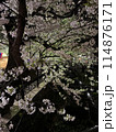 川沿いの夜桜 114876171