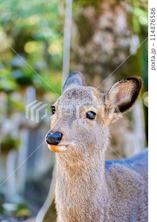 奈良公園の子鹿 奈良公園の子鹿 114876586