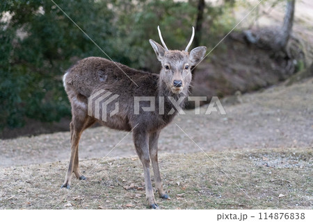 奈良公園の鹿・カメラ目線の写真素材 [114876838] - PIXTA