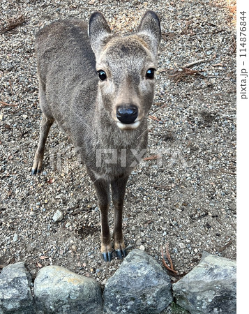 奈良公園の鹿・カメラ目線の写真素材 [114876844] - PIXTA