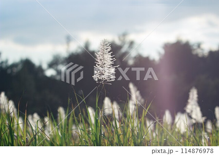 サトウキビの花　穂 114876978