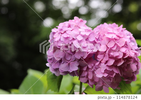 紫色の美しい紫陽花 紫色の美しい紫陽花 114878124