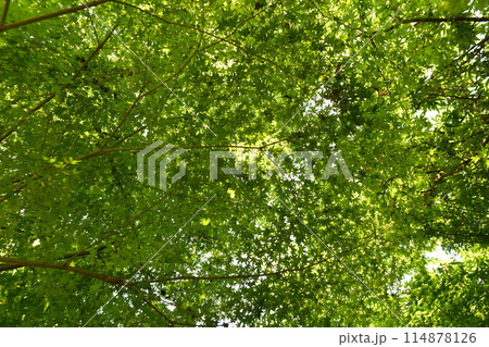 まだ爽やかな緑色の紅葉の葉の群れ 114878126