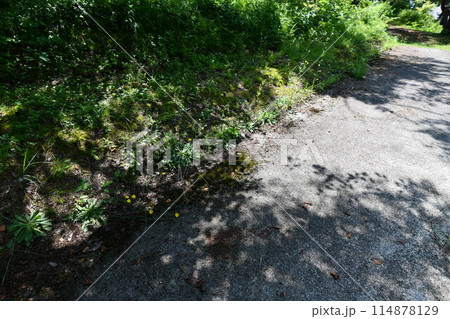 木陰ができている初夏の双松公園の裏手の道 114878129