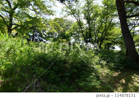 豊かな緑が繁茂している初夏の双松公園の裏手の風景 豊かな緑が繁茂している初夏の双松公園の裏手の風景 114878131
