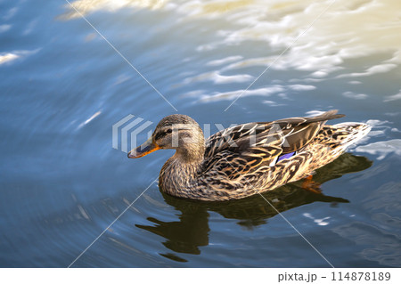 Mallard or wild duck Anas platyrhynchos female in a local lake. Beautiful waterfowl. Close-up 114878189
