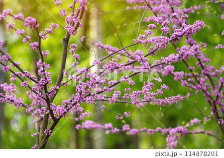 American Eastern Redbud Tree or Cercis canadensis blossoming in a park close up. Selective focus. Nature concept 114878201