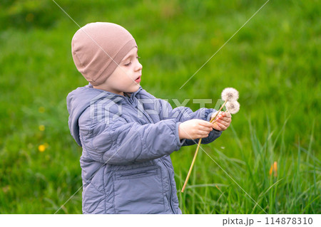 A three-year-old Caucasian toddler boy collects a bouquet of white dandelions in a field on a spring day. Nature and childhood concept A three-year-old Caucasian toddler boy collects a bouquet of white dandelions in a field on a spring day. Nature and childhood concept 114878310