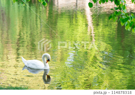 A white swan swims in a city lake on a spring day. 114878318