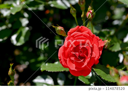 真っ赤な薔薇 114878520
