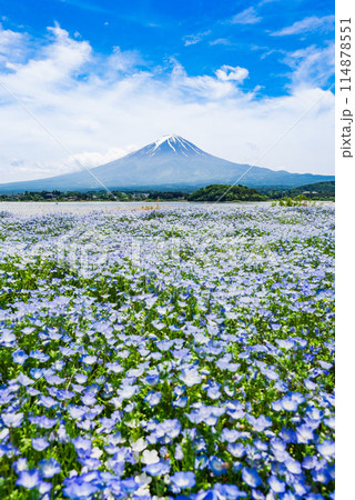富士山とネモフィラ 富士山とネモフィラ 114878551