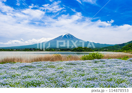 富士山とネモフィラ 114878553