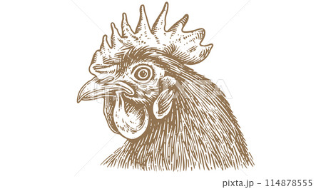 Chicken, hen head. Vintage retro print, chicken sketch ink pencil style drawing, engrave old school. Sketch artwork silhouette head chicken, white background. Side view profile. Vector Illustration Chicken, hen head. Vintage retro print, chicken sketch ink pencil style drawing, engrave old school. Sketch artwork silhouette head chicken, white background. Side view profile. Vector Illustration 114878555