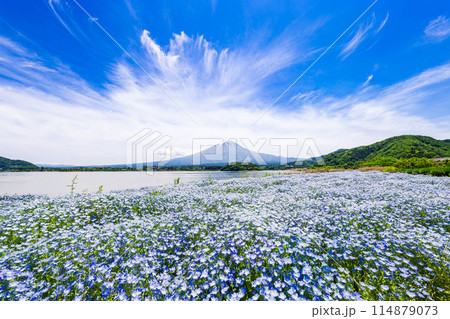 富士山とネモフィラ 114879073