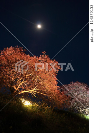 夜桜～月の夜のライトアップ～ 114879152