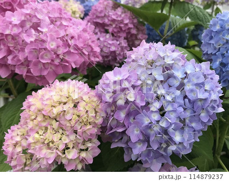 鮮やかな紫陽花 114879237