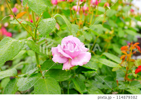 雨に打たれるピンクの薔薇 114879382