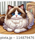 お座り猫 114879476
