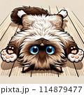 へそ天猫 114879477