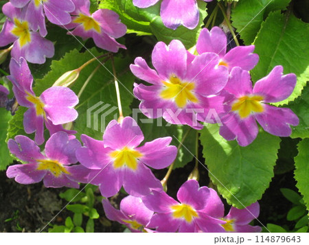 Pink primula 114879643