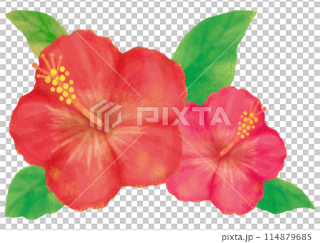 芙蓉插畫夏季素材 114879685