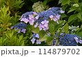 青い紫陽花 114879702
