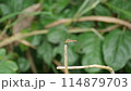 枝にとまるトンボ 114879703