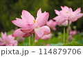 蓮の花のある風景 114879706