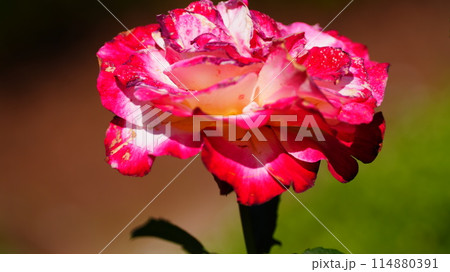 ピンクのバラはダブル・ディライト ピンクのバラはダブル・ディライト 114880391