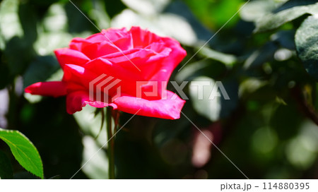 ピンクのバラはマリア・カラス 114880395