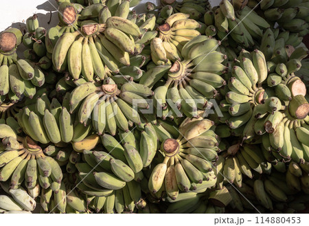 Pisang Awak or Cultivated Banana for the worship in Thai Temple. 114880453