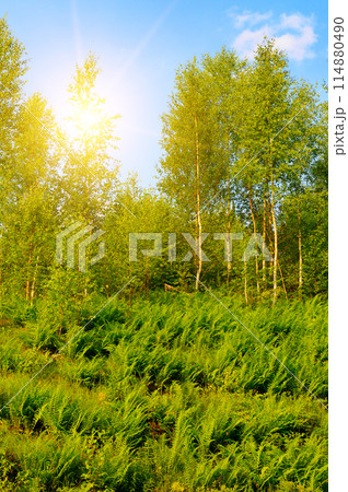Fern thickets on a hillside. Vertical photo Fern thickets on a hillside. Vertical photo 114880490