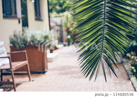 The foliage of a tropical plant that can be easily copied. A symbol of the absence of environmental pollution. A green branch of a date palm on a blurred natural background. High quality photo 114880536