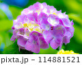 紫陽花 114881521